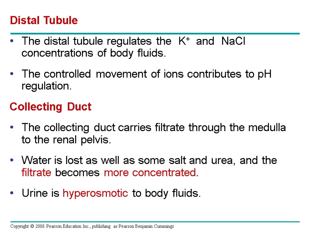 Distal Tubule The distal tubule regulates the K+ and NaCl concentrations of body fluids.